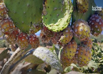 الزراعة ترصد انتشار الحشرة القرمزية في حربنفسه بحماة وتعمل لمكافحتها