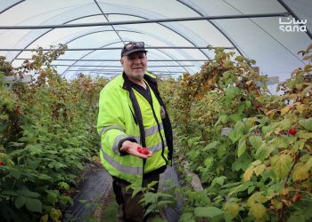 من سوريا إلى السويد.. قصص نجاح وتميز في الزراعة