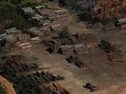 دراسة: إزالة الغابات الاستوائية قتلت نصف مليون شخص خلال عقدين