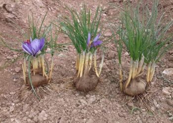 بالرغم من محدودية زراعته.. الزعفران محصول واعد  لمزارعيه