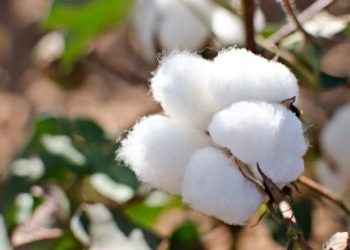 مزارعو القطن