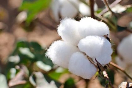 مزارعو القطن