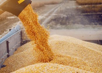 مخزون القمح يكفي عدة أشهر.. واستيراد 200 ألف طن قريباً