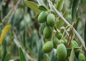 الزيتون في طرطوس… إرث اقتصادي واجتماعي يهدده العطش