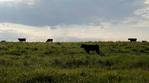 النظم العشبية.. الحليف المهمل في مكافحة تغير المناخ