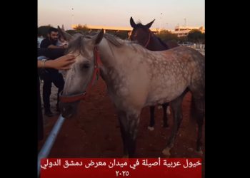 خيول عربية أصيلة في معرض دمشق الدولي.