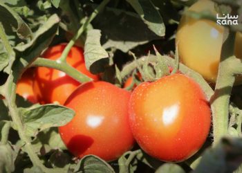 زراعة 1469 هكتاراً بالبندورة التكثيفية في درعا