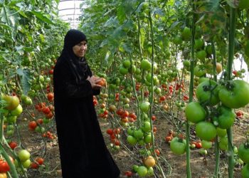 الزراعة السورية.. مريض في غرفة الإنعاش بلا علاج