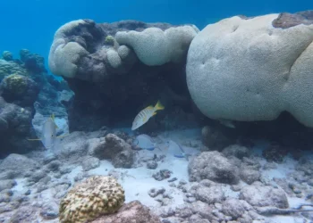 دراسة: الشعاب المرجانية لن تنجو من ارتفاع درجة حرارة الكوكب