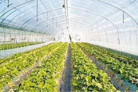 في مواجهة التحديات.. الزراعة والصناعة العلفية درع الأمن الغذائي