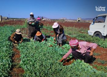 زراعة الملفوف في ريف حماة الجنوبي.. الفلاحون يصرّون على الزراعة رغم التحديات
