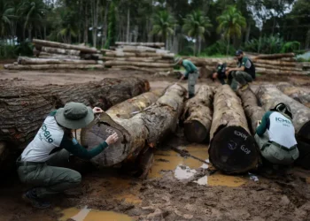 دراسة: الأراضي المتاحة لإعادة التشجير أقل مما يعتقد
