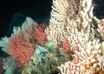 احترار المحيطات يعطل عمليات تخزين الكربون الحيوية