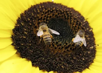 علماء : النحل يعرف عن الذكاء الاصطناعي أكثر منّا