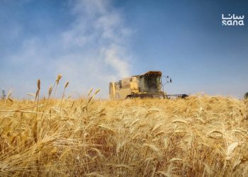 وزارة الزراعة السورية تحدد شروط الحصول على القرض الحسن لدعم زراعة القمح