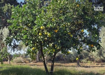 تقديرات أولية تشير إلى تراجع إنتاج الحمضيات في اللاذقية إلى 440 ألف طن