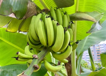 تأثير الموز على سكر الدم… ما الذي يجب معرفته؟