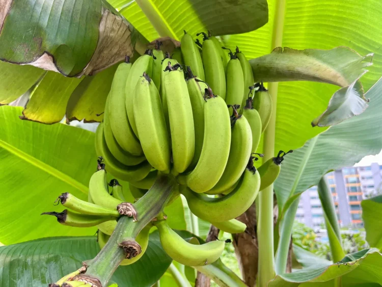 يحتوي الموز على سكريات طبيعية وهي كربوهيدرات تُهضم وتُمتص في مجرى الدم (أرشيفية - رويترز)