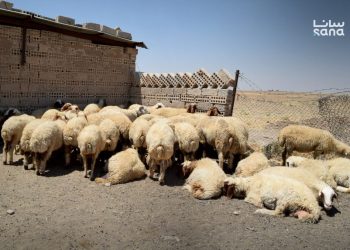 أغنام العواس في الجزيرة السورية ثروة وطنية تواجه تحديات الجفاف والتهريب