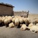 أغنام العواس في الجزيرة السورية ثروة وطنية تواجه تحديات الجفاف والتهريب