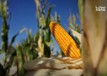المؤسسة العامة للأعلاف تبدأ استلام الذرة الصفراء من المزارعين في المحافظات السورية