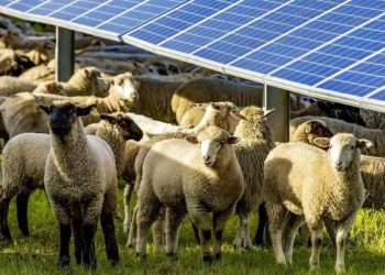 ماذا حدث عند وضع 1700 خروف تحت الألواح الشمسية؟
