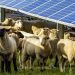 ماذا حدث عند وضع 1700 خروف تحت الألواح الشمسية؟