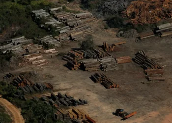 غابات أفريقيا تتحول من خزان للكربون إلى مصدر له