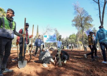 توزيع 200 ألف غرسة زيتون لإعادة تأهيل الأراضي الزراعية في إدلب