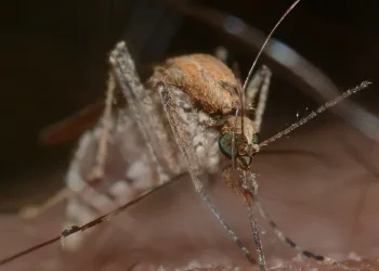 من سوريا إلى العالم.. اكتشاف بكتيريا تضبط سلوك البعوض وتمنع انتشاره