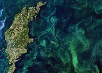 المحيطات تفقد اخضرارها ونظمها البيئية معرضة للانهيار