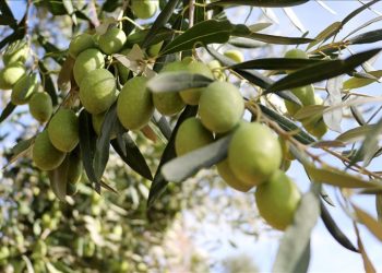 زراعة الزيتون في سوريا… تحديات الجفاف وخطوات بحثية للحدّ من آثاره