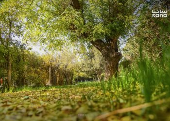 الحرارة إلى انخفاض وزخات عشوائية في مناطق متفرقة من البلاد