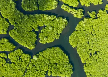 هل تسدّ المبادرة البرازيلية الفجوة في حماية غابات العالم؟