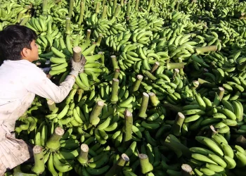 لون الموز يحدد فوائده الصحية