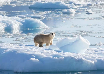 دبة قطبية بكندا تتبنى شبلاً في واقعة نادرة