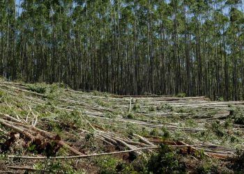 تأجيل أوروبي يبرز الصعوبات الكبيرة لوقف ممارسات إزالة الغابات