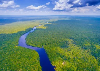 الأمازون .. دروس مستفادة في تحقيق التنمية الذكية