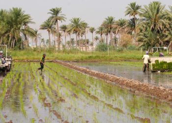 الأمطار تروي العراق: تزايد مخزون السدود وانتعاش الزراعة