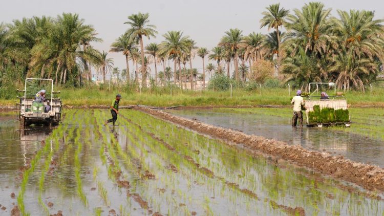 حقل بمدينة النجف، العراق، 7 آب 2025 (قاسم الكعبي/فرانس برس)