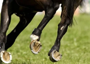 ارتفاع الطلب على أحذية الخيول في السعودية مع توسع التصنيع العابر للحدود