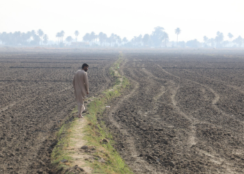 ثلاثة مواسم من الفوائض.. ثم جاء الجفاف: العراق يعود إلى استيراد القمح