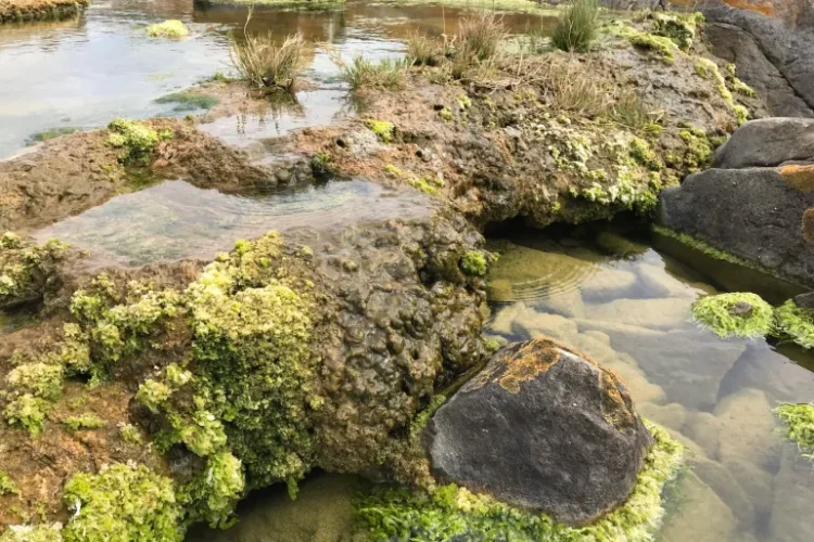 اكتشف العلماء ترسبات تنتج عن البكتيريا تمثل "صخورا حية" (مختبرات بيغلو لعلوم المحيطات)