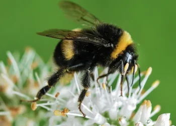 لم تعد الألوان اللامعة نادرة في الطبيعة؟ النحل يجيب