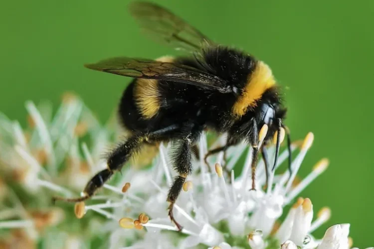 أجرى باحثون تجربة ذكية باستخدام أزهار صناعية لاختبار سلوك النحل الطنان (الجزيرة)