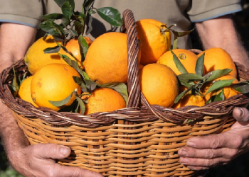 صعود سياحة المزارع .. لماذا يدفع السائحون الأموال لحصاد الفاكهة والطبخ؟