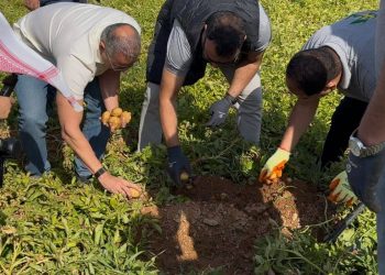 السعودية تنجح في تحويل تحدّي زراعة البطاطا إلى فرصة للتصدير