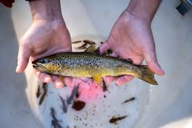 هل تؤدّي تجارة الأسماك العالمية إلى نشر سموم “أبدية” بكل مكان؟