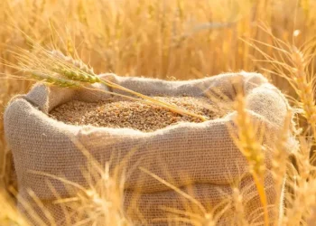 متعاملون: الأردن يطرح مناقصة لشراء ما يصل إلى 120 ألف طن من القمح