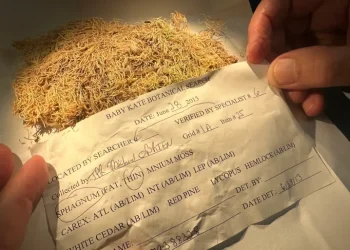 نبات صغير يتحول إلى شاهد يساعد محققي الجرائم